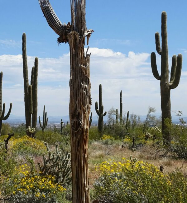 Burnt Saguaro Cactus