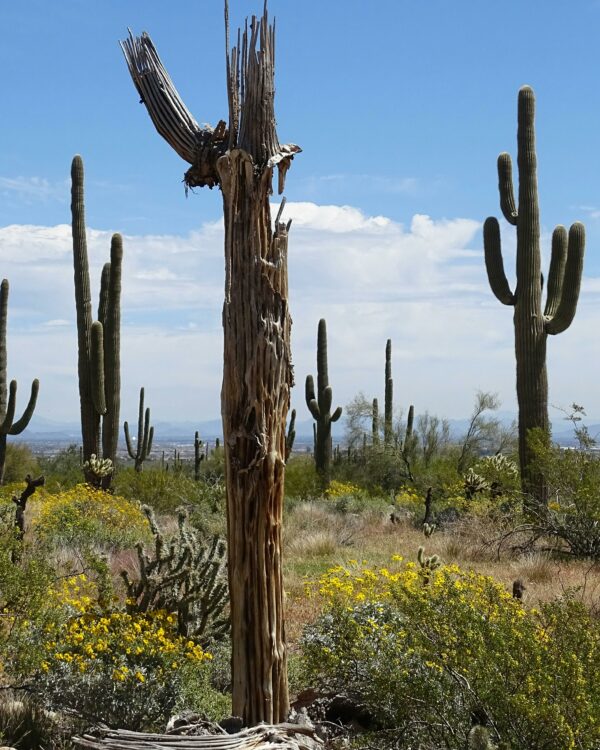 Burnt Saguaro Cactus